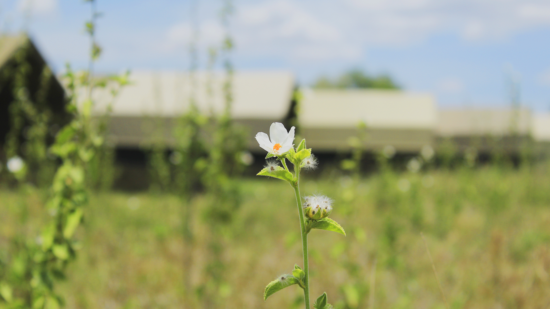 Kananga Special Tented Camp — photo 2